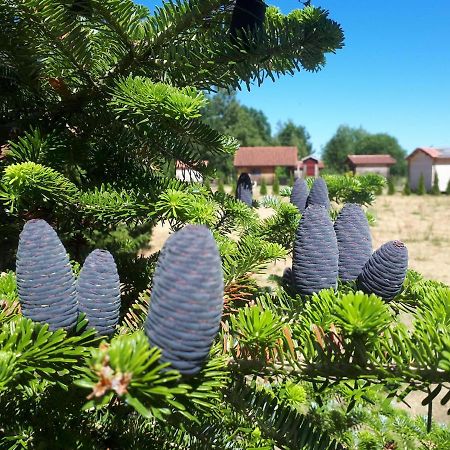 Paeevatalu Camping 호텔 Vilusi 외부 사진